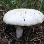 Печериця польова