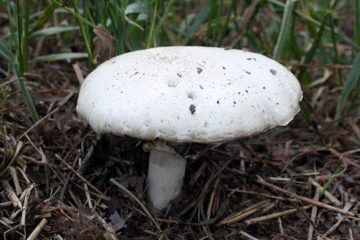 Печериця польова