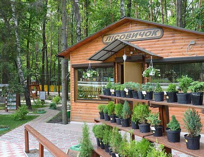 База відпочинку «Лісовичок»